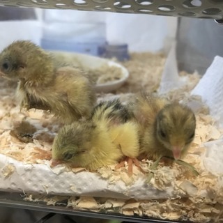 ヒメウズラの雛3羽の里親を募集します。