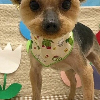 里親様が決まりました。有り難うございました。