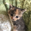 里親様決定しました。ありがとうございました