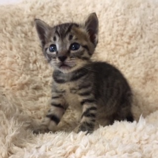 推定5月20日生まれ！駆（かける）くん