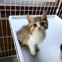 キジ白☆女の子ほ