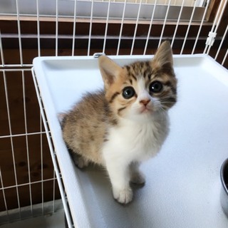 キジ白☆女の子ほ