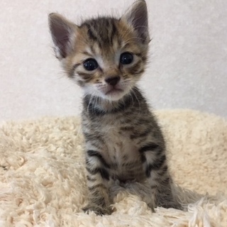 推定5月20日生まれ！惺（さとる）くん