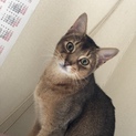 アビシニアン(ルディ)の里親募集です。、