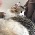 長毛ふわふわ猫ちゃん
