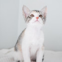 三毛子猫のサルサちゃん 里親募集中！