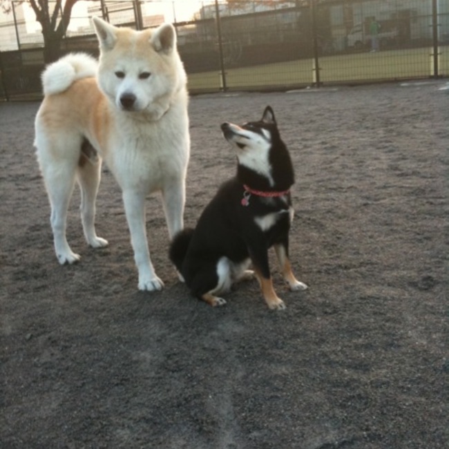 Asumkのカバー写真