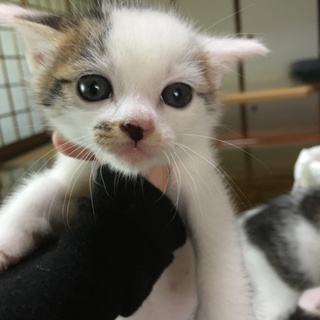 里親決定。海で保護した3兄弟☆渚くん
