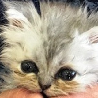 わけありの子猫