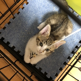 2カ月お目々くりくりの男の子