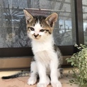 飼って頂ける方探しています！