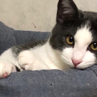 グレーのハチワレ君