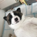 とっても人懐こくて可愛い、四国犬の子犬たちです
