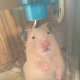 ゴールデンハムスターの赤ちゃん