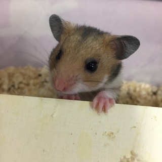 つぶらな瞳のハムスターの赤ちゃん