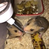 つぶらな瞳のハムスターの赤ちゃん サムネイル2