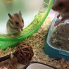 つぶらな瞳のハムスターの赤ちゃん サムネイル3