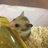 つぶらな瞳のハムスターの赤ちゃん サムネイル4