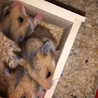 つぶらな瞳のハムスターの赤ちゃん サムネイル5