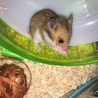 つぶらな瞳のハムスターの赤ちゃん サムネイル6