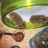つぶらな瞳のハムスターの赤ちゃん サムネイル7