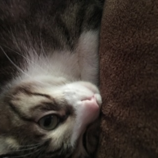 甘えんぼ猫ちゃんの里親さん募集