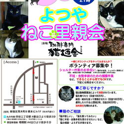 四ツ谷 猫廼舎（ねこのや）ねこ里親会