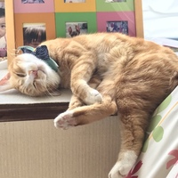 ソルト