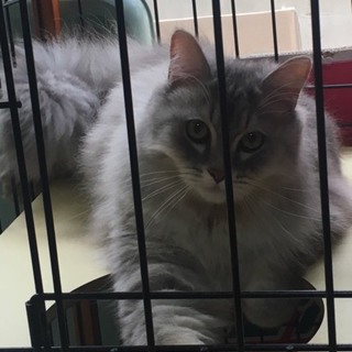 里親様が決まりました。有り難うございました。