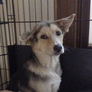 野犬の子犬　３ヶ月男の子