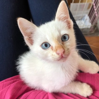生後1ヶ月程の子猫を保護しました！