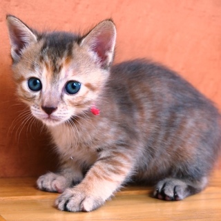 5月初め頃生まれの女の子