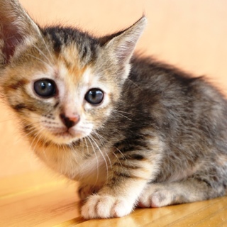 5月初め頃生まれの女の子