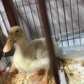 アヒルの雛鳥です