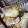 アヒルの雛鳥です サムネイル2