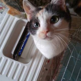 可愛い1〜２歳の三毛ちゃん