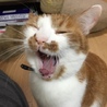 梅ねこ