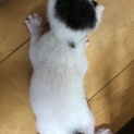 生まれたての猫ちゃん①