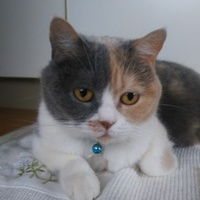 ブリ