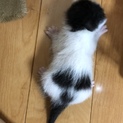生まれたての猫ちゃん②