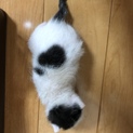 生まれたての猫ちゃん③