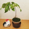 semimaruco