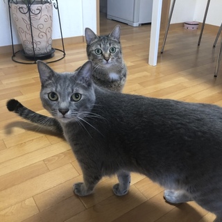 とても懐っこい兄妹猫ちゃん☆