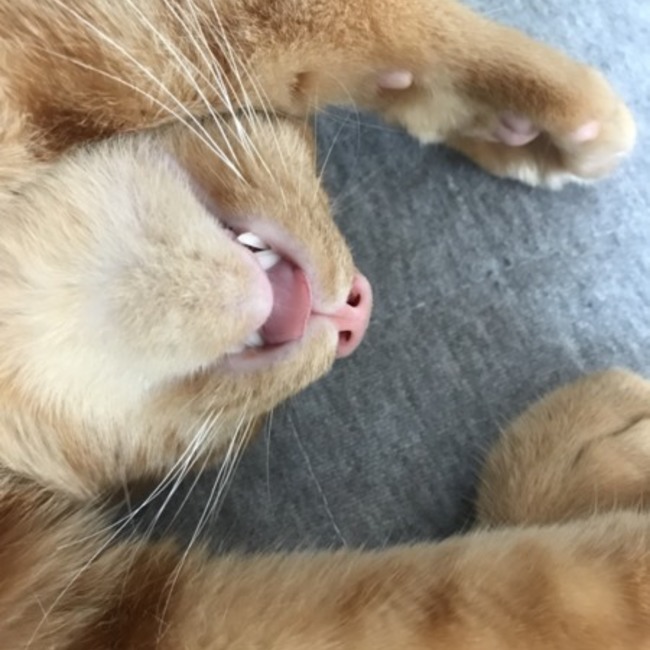 JERRY417のカバー写真