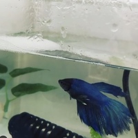 ベタ吉