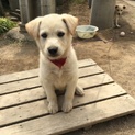 元気な子です。
