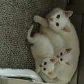 真っ白な子猫の里親を募集しています（その２）