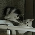 白に黒のまじった子猫の里親を探してます。