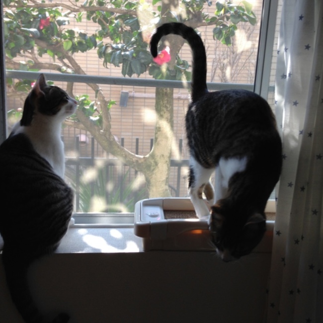 いたばし猫好きの会のカバー写真