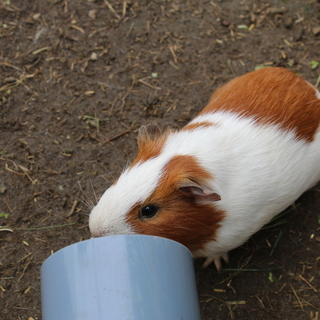 2017年12月17日生まれです。